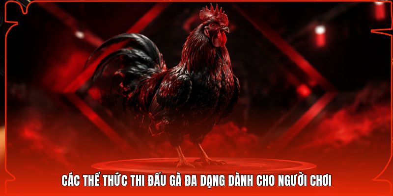 Các thể thức thi đấu gà đa dạng dành cho người chơi