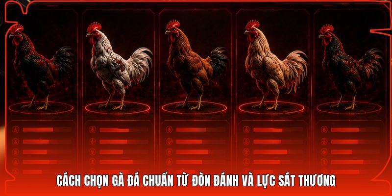 Cách chọn gà đá chuẩn từ đòn đánh và lực sát thương