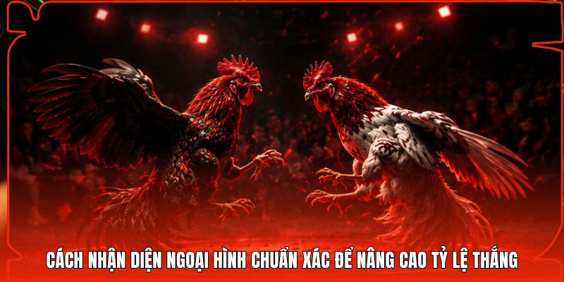 Cách nhận diện ngoại hình chuẩn xác để nâng cao tỷ lệ thắng