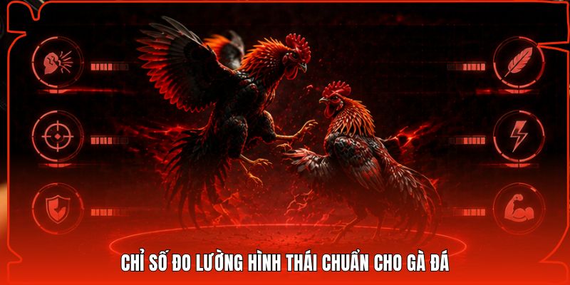 Chỉ số đo lường hình thái chuẩn cho gà đá