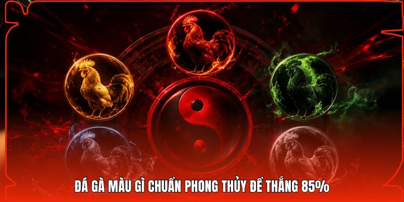 Đá gà màu gì chuẩn phong thủy để thắng 85%