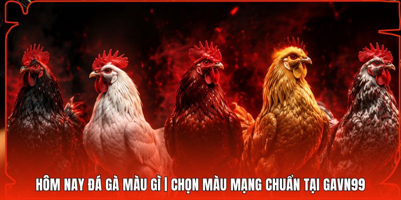 Hôm Nay Đá Gà Màu Gì | Chọn Màu Mạng Chuẩn Tại Gavn99