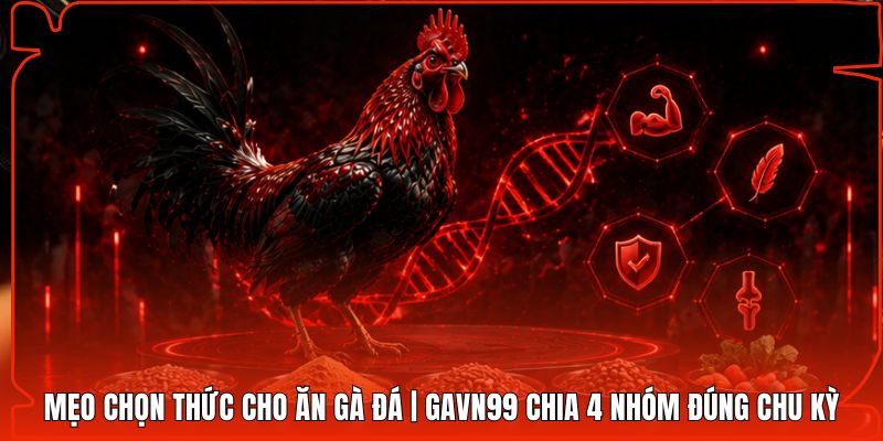 Mẹo Chọn Thức Cho Ăn Gà Đá | Gavn99 Chia 4 Nhóm Đúng Chu Kỳ