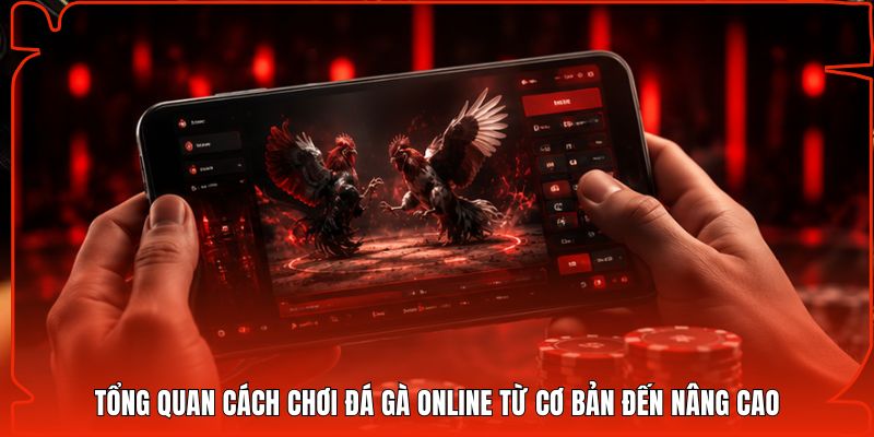 Tổng quan cách chơi đá gà online từ cơ bản đến nâng cao
